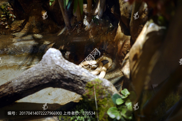 蛇,冷血動物,泰國,展覽,展示