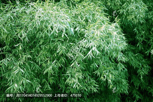 竹林,竹子,竹林風(fēng)光
