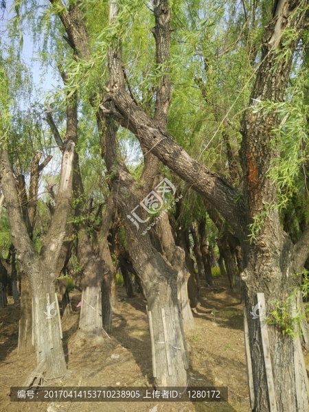 柳樹,自然,背景,植物,裝飾