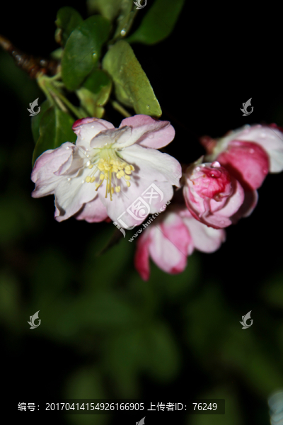 海棠春雨海棠花攝影圖片