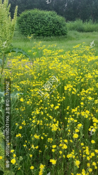 花叢
