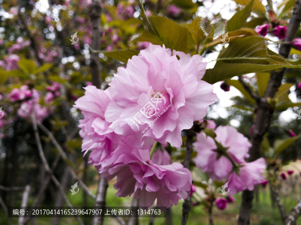 櫻花