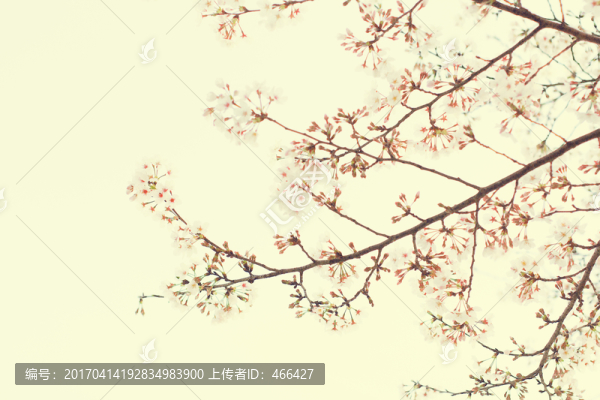 櫻花畫