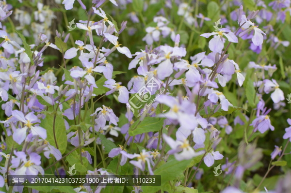 春天的野花