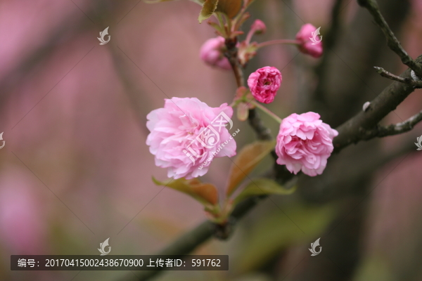 櫻花