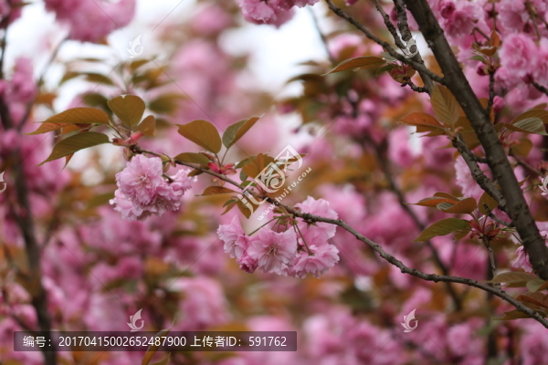 櫻花
