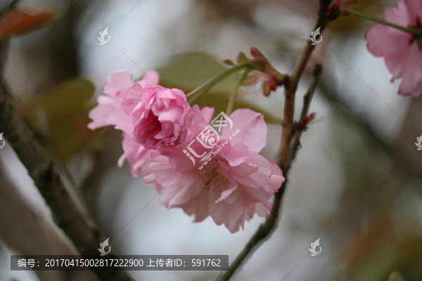 櫻花
