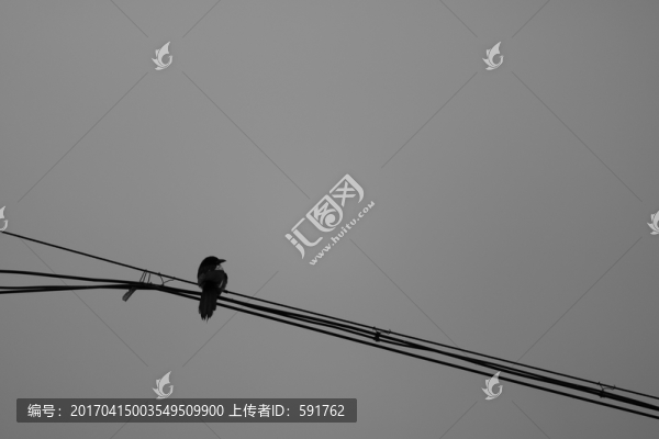 電線上的小鳥