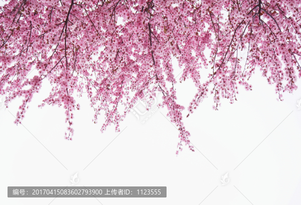 桃花裝飾