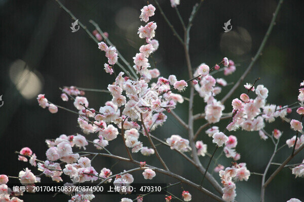 梅花,花,粉色,梅林