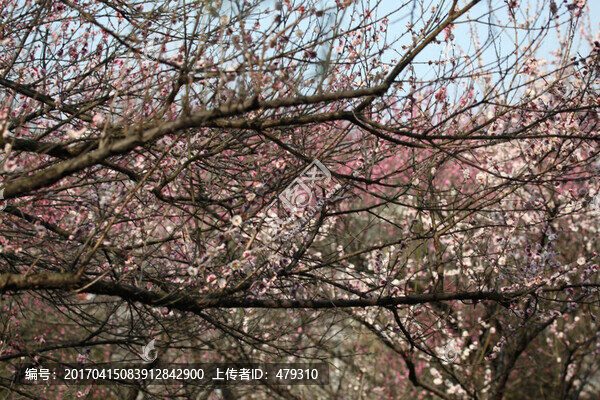 梅花,花,粉色,梅林