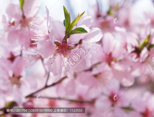 桃花爛漫