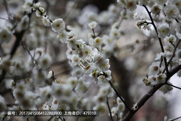 梅花,花,粉色,梅林