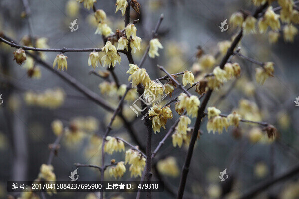 迎春花,報(bào)春花,黃色的