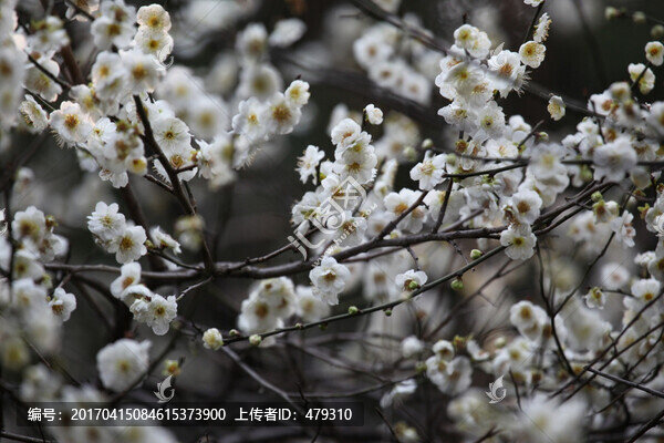 梅花,花,粉色,梅林,開(kāi)花