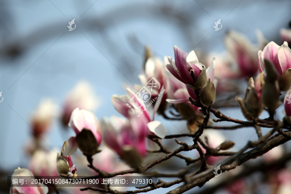 玉蘭花,玉蘭