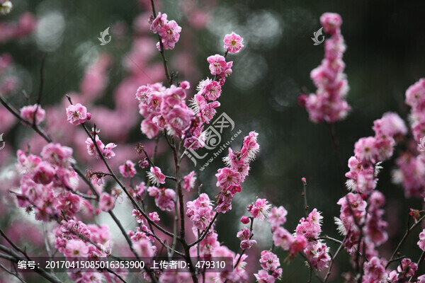 梅花,花,粉色,梅林