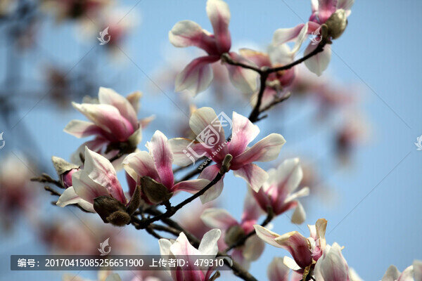 玉蘭花,玉蘭,花,蘭花,花卉