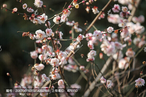 梅花,花,粉色,梅林,開(kāi)花