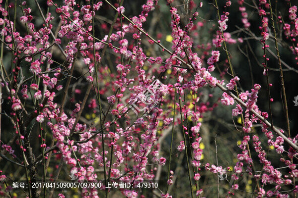 梅花,花,粉色,梅林,開花