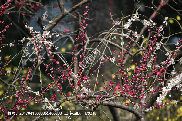梅花,花,粉色,梅林