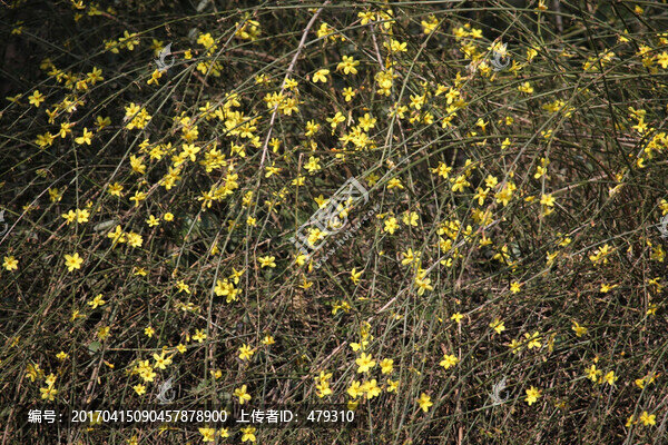 迎春花