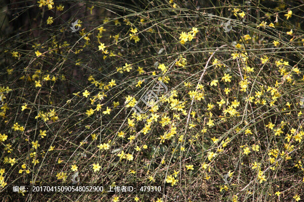 迎春花,報春花