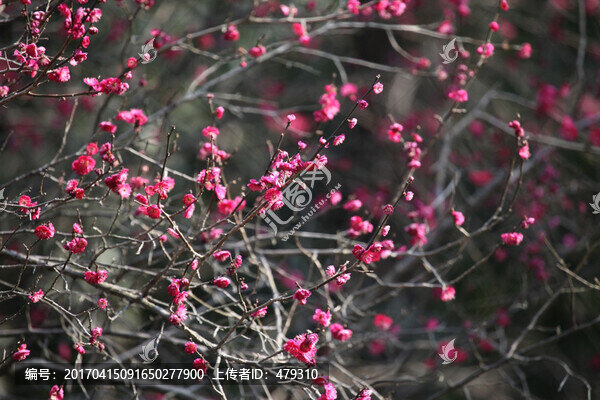 梅花,花,粉色,梅林,開花