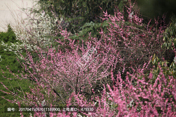 梅花,花