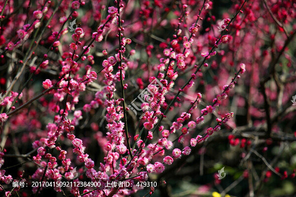 梅花,花,粉色,梅林,開花
