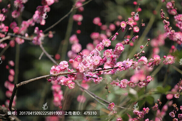 梅花,花,粉色,梅林
