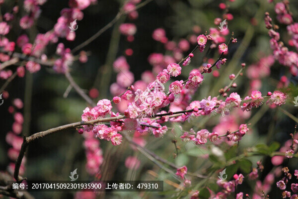 梅花,花