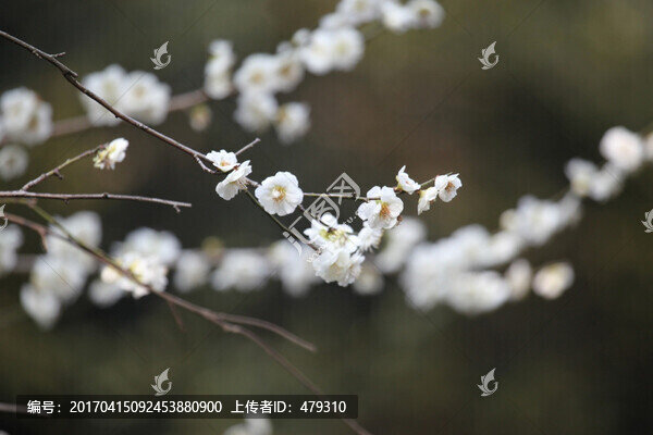 梅花,花,粉色,梅林