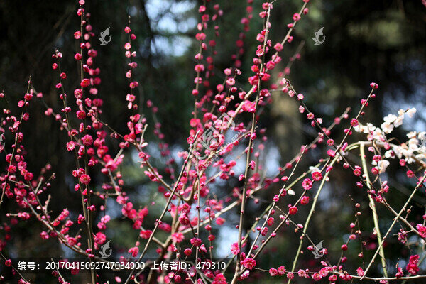 梅花,花,粉色,梅林