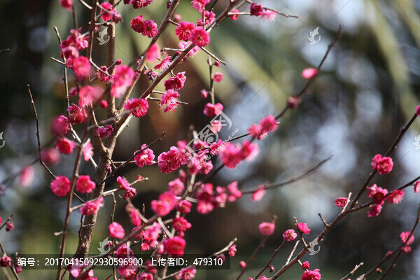 梅花,花,粉色,梅林
