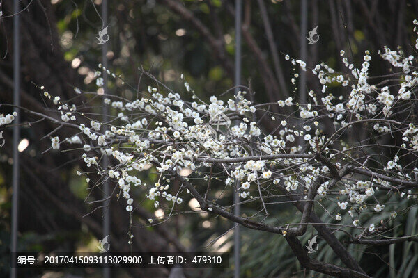 梅花,花,粉色,梅林
