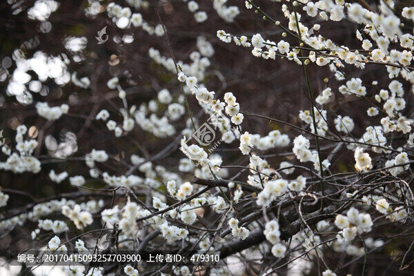 梅花,花,粉色,梅林