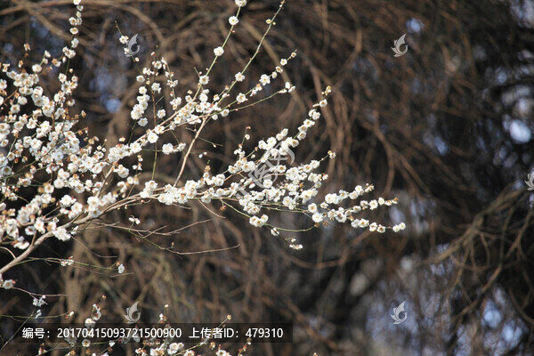 梅花,花,粉色,梅林