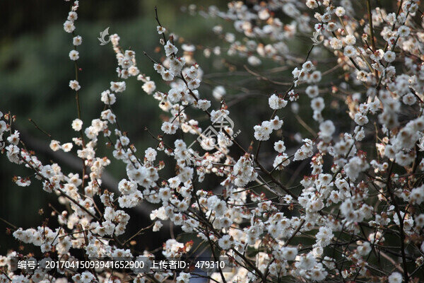 梅花,花,粉色,梅林