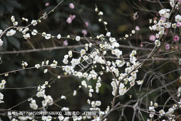 梅花,花,粉色,梅林