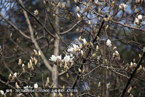 梅花,花