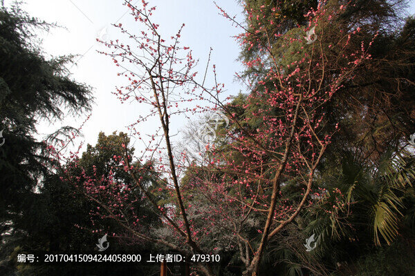 梅花,花,粉色,梅林