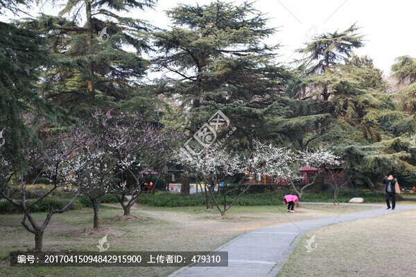 梅花,花,粉色,梅林