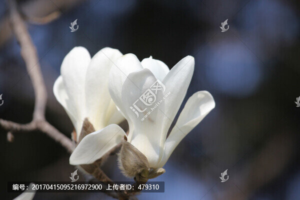 玉蘭花