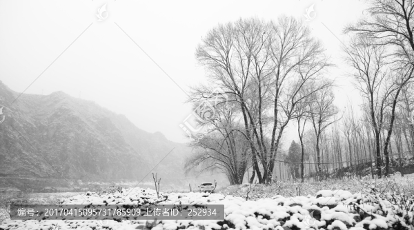 雪野