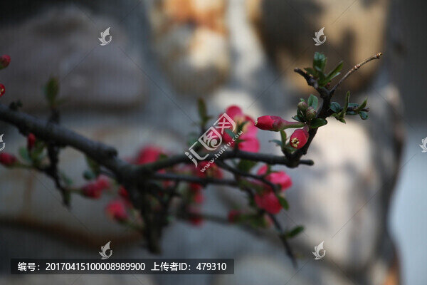 海棠花,花,花卉,春天,江南