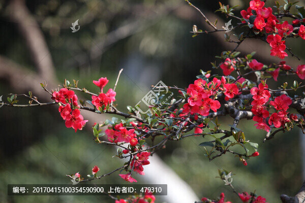 海棠花,花,花卉,春天