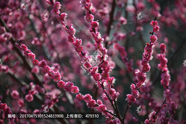梅花,花,粉色,開花,綻放