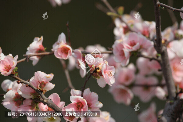 梅花,花,粉色