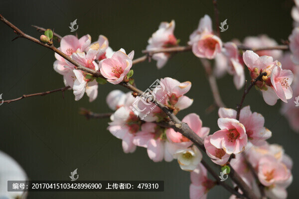 海棠花,花,花卉,春天